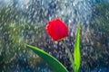 Beautiful red tulip on background of water drops tracks Royalty Free Stock Photo