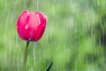 Beautiful red tulip on background of water drops tracks Royalty Free Stock Photo