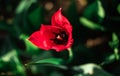 A beautiful red Tulip with a black center. Flowers grow in a flower bed in spring Royalty Free Stock Photo