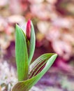 Beautiful red tulip bud with leaves in the garden in spring Royalty Free Stock Photo