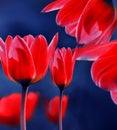 Beautiful red tulip close-up. Art photo of a delicate flower on a dark  background. Royalty Free Stock Photo