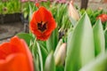 beautiful red tulip closeup in a greenhouse Royalty Free Stock Photo