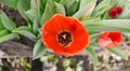 beautiful red tulip closeup in a greenhouse Royalty Free Stock Photo