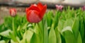 beautiful red tulip closeup in a greenhouse Royalty Free Stock Photo