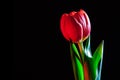 Red tulip closoeup glowing in the dark. Royalty Free Stock Photo