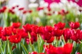 Beautiful red tulip flower