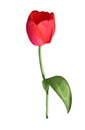 Beautiful red tulip flower with the effect of a watercolor drawing isolated on white background. Royalty Free Stock Photo