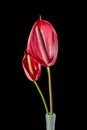 Beautiful red tulip flower over light black background