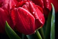 Beautiful red tulip flower with rain water drops Royalty Free Stock Photo