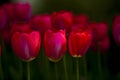 beautiful red tulip flowers is blooming Royalty Free Stock Photo