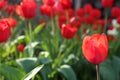 Beautiful red tulip flowers growing in garden, closeup and space for text. Spring season Royalty Free Stock Photo