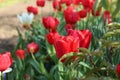 Beautiful red tulip flowers growing in garden, closeup. Spring season Royalty Free Stock Photo
