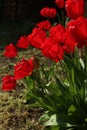 Beautiful red tulip flowers growing in garden. Spring season Royalty Free Stock Photo