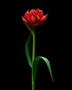 Red blooming tulip with green stem and leaves isolated on black background Royalty Free Stock Photo