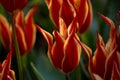 Beautiful red tulip with sharp beautifully shaped petals