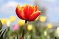 A wonderful red tulip with a yellow edge closeup and a colorful background