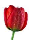 Beautiful red tulip in water drops isolated Royalty Free Stock Photo
