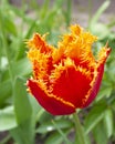 Beautiful red tulip with yellow edge and fringe. Spring garden plant. Close-up. One of the most beautiful varieties. Royalty Free Stock Photo