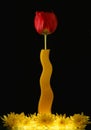 Beautiful red tulip in yellow vase