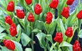 Beautiful red tulips Royalty Free Stock Photo