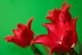 Beautiful Red Tulips Royalty Free Stock Photo