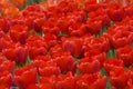 Beautiful Red Tulips Royalty Free Stock Photo