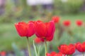 Beautiful red tulips against a background of a green flower bed Royalty Free Stock Photo