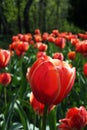 Beautiful Red Tulips