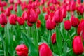 Beautiful red tulips blooming in the garden for natural background and wallpaper, spring season Royalty Free Stock Photo