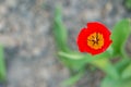 Beautiful red tulips. Copy space. Concept background, flowers and nature