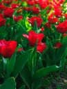 Beautiful red tulips Couleur Cardinal on a flowerbed Royalty Free Stock Photo
