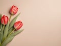 Beautiful red tulips in craft paper on beige pastel background with copy space, spring time, mother's day. Royalty Free Stock Photo