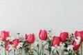Beautiful red tulips,daffodils, eucalyptus flowers on rustic white wood flat lay. Greeting card Royalty Free Stock Photo