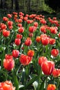 Beautiful Red Tulips