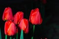 Beautiful red tulips with drops of water after rain Royalty Free Stock Photo