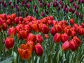 Beautiful of color red tulips field background blooming in spring season Royalty Free Stock Photo