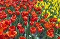 The colors red tulips field background blooming in spring season Royalty Free Stock Photo