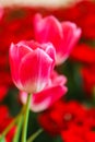 Beautiful Red Tulips Flower Royalty Free Stock Photo