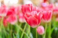 Beautiful Red Tulips Flower Royalty Free Stock Photo