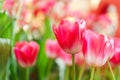 Beautiful Red Tulips Flower Royalty Free Stock Photo