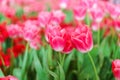 Beautiful Red Tulips Flower Royalty Free Stock Photo