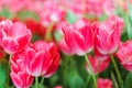 Beautiful Red Tulips Flower Royalty Free Stock Photo