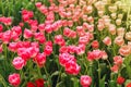 Beautiful Red Tulips Flower Royalty Free Stock Photo