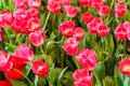 Beautiful Red Tulips Flower Royalty Free Stock Photo