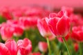 Beautiful Red Tulips Flower Royalty Free Stock Photo