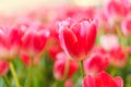 Beautiful Red Tulips Flower Royalty Free Stock Photo