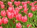 Beautiful red tulips flower in tulip field, spring-flowering plant Royalty Free Stock Photo