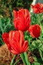 Beautiful red tulips on green background. nature wallpaper concept.