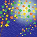 Autumn rainy day. Pending multi-colored maple leaves on a blue background.