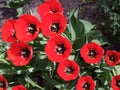 Beautiful red tulips growing in the garden Royalty Free Stock Photo